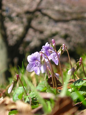 s-sakura sumire.jpg 300×400 47K